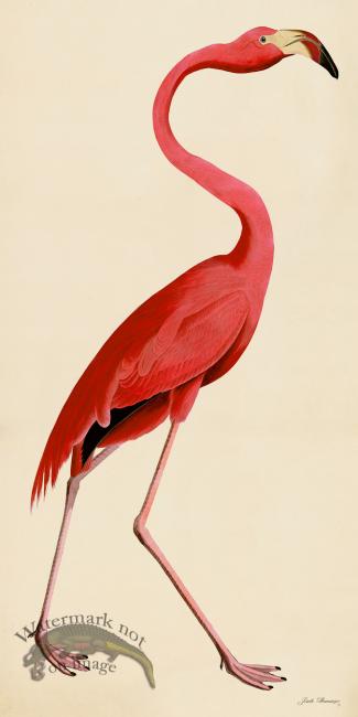 Rudbeck CFA 38 Pink Flamingo